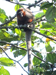 Plecturocebus ornatus