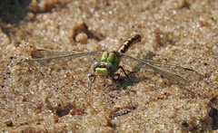 Ophiogomphus smithi