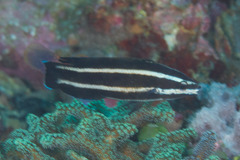 Labropsis manabei