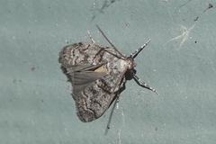 Promylea lunigerella