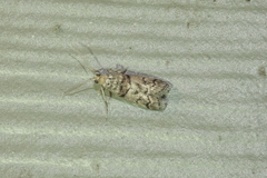 Promylea lunigerella