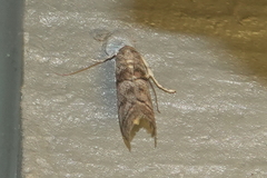 Promylea lunigerella