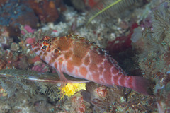 Cirrhitichthys aprinus