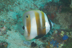 Coradion chrysozonus