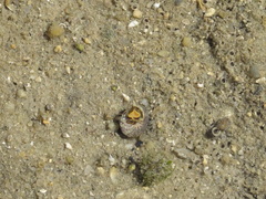 Steromphala umbilicalis