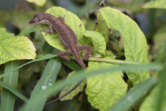 Anolis nebulosus