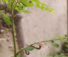 Melanchroia chephise