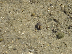 Steromphala umbilicalis