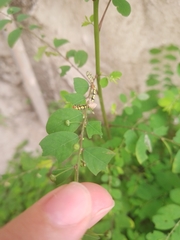 Melanchroia chephise