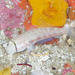 Shoulderspot Goby - Photo (c) Mark Rosenstein, some rights reserved (CC BY-NC-SA), uploaded by Mark Rosenstein