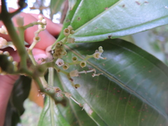 Miconia trinervia