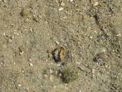 Steromphala umbilicalis