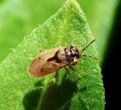 Geocoris pallens