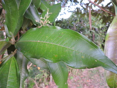 Miconia trinervia