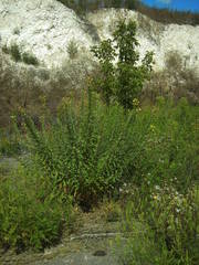 Oenothera rubricaulis