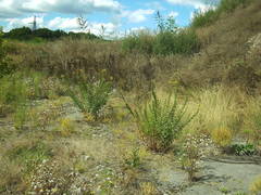 Oenothera rubricaulis
