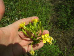 Oenothera rubricaulis
