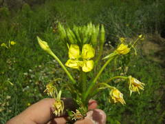 Oenothera rubricaulis