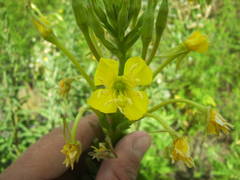 Oenothera rubricaulis