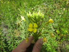 Oenothera rubricaulis