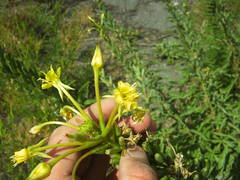 Oenothera rubricaulis