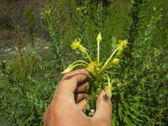 Oenothera rubricaulis