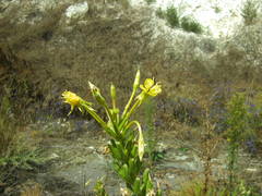 Oenothera rubricaulis