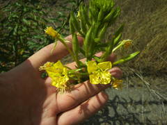 Oenothera rubricaulis