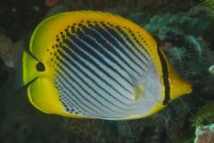 Chaetodon ocellicaudus