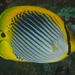 Spot-tail Butterflyfish - Photo (c) Mark Rosenstein, some rights reserved (CC BY-NC-SA), uploaded by Mark Rosenstein