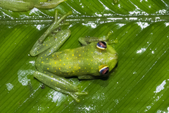 Boana cinerascens
