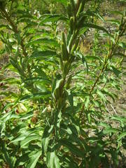 Oenothera rubricaulis
