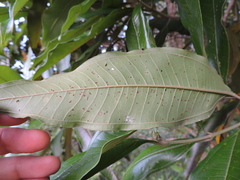 Miconia trinervia