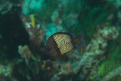 Dascyllus reticulatus
