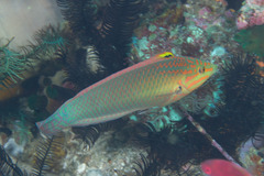 Halichoeres solorensis