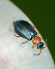 Hypebaeus bicolor