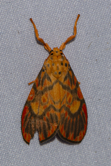 Ammatho roseororatus