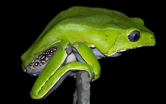 Bicoloured Tree-Frog photo 4