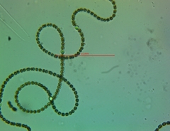 Nostocales