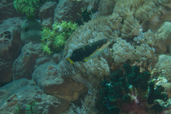 Thalassoma jansenii