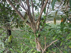 Miconia trinervia