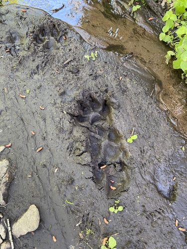 iNaturalist observation photo of Domestic Dog