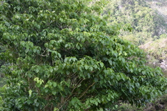 Dendropanax arboreus