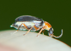 Hypebaeus bicolor