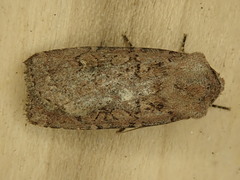 Euxoa comosa