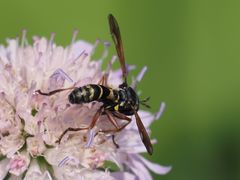 Physocephala rufipes