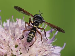 Physocephala rufipes