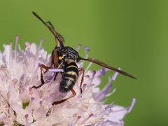 Physocephala rufipes