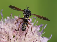 Physocephala rufipes