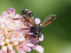 Physocephala rufipes